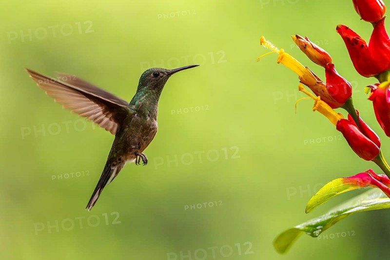 Brown-tailed Amazon (Amazilia tzacatl), Hummingbird (Trochilidae), Swiftbirds (Apodiformes), Laguna del Lagarto Lodge, Alajuela, Costa Rica, Central America