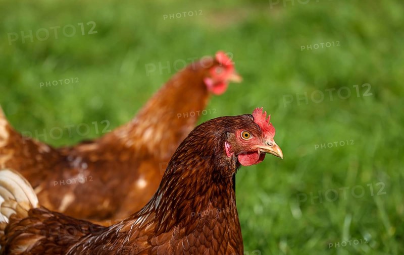 Wesel, North Rhine-Westphalia, Germany, Free-range organic chickens in a meadow in front of a Hühnermobil. Free-range chickens live outdoors all year round on the meadow by and in the Hühnermobil, a mobile chicken coop, Europe