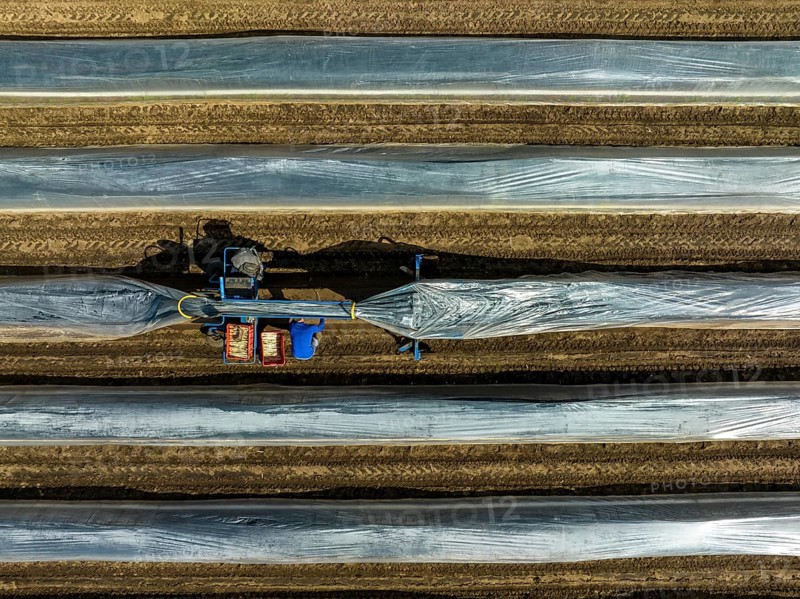 Wesel, North Rhine-Westphalia, Germany, Harvest workers from Eastern Europe harvest the first asparagus of the season in a field, Europe