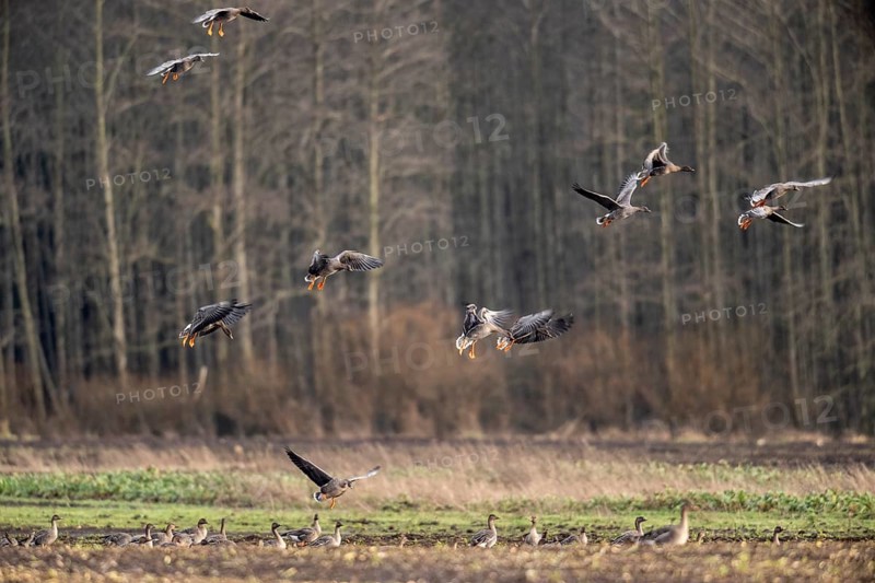 Bean geese (Anser fabalis), flying, Emsland, Lower Saxony, Germany, Europe