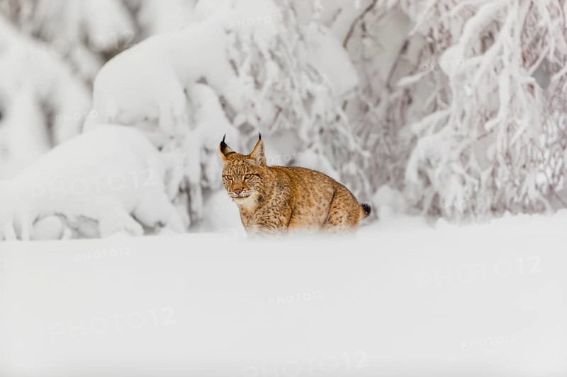 One young male Eurasian lynx, (Lynx lynx), walking through deep snow covered undergrowth in a forest