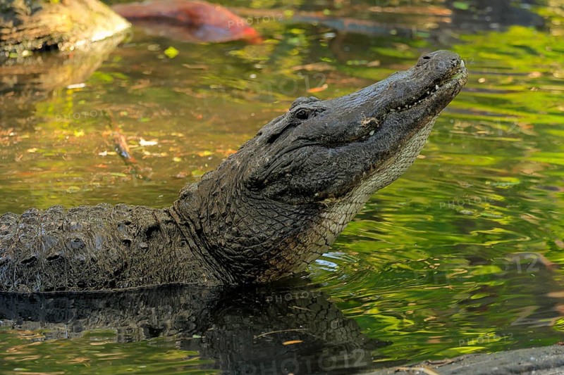 Mississippi Alligator (Alligator mississippiensis), pike alligator, adult, friendly, portrait, smiling, courtship, courtship, advertising, in water, Florida, USA, North America