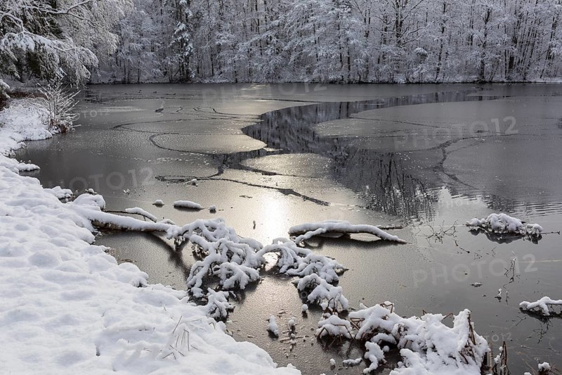 Winter at the Merzteich pond in Friedewald near Niederau, Moritzburg pond area, Saxony, Germany, Europe