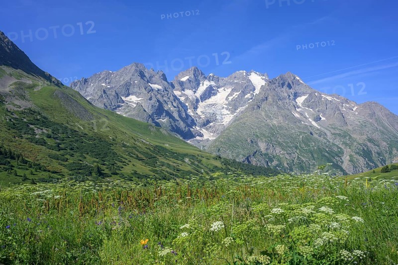 Pointe Piaget and La Meije seen from the botanical garden Jardin du Lautaret, Villar-d'Arêne, Département Hautes-Alpes, France, Europe