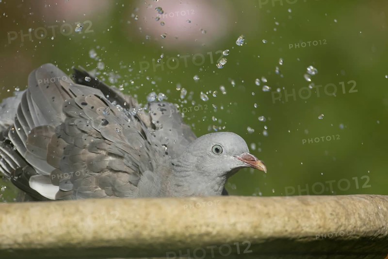 Wood pigeon (Columba palumbus) juvenile bird bathing in a garden water bird bath, England, United Kingdom, Europe