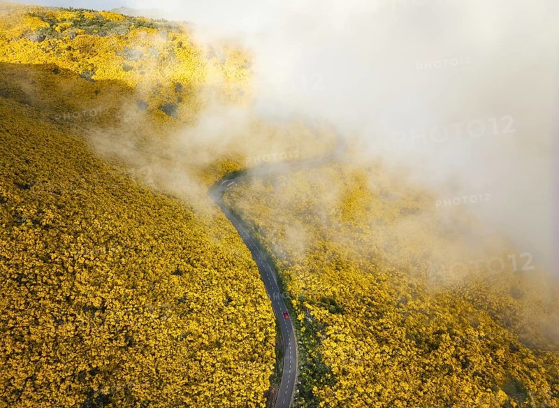 Aerial view of road with red car among yellow Cytisus blooming shrubs near Pico do Arieiro, Portugal, Europe