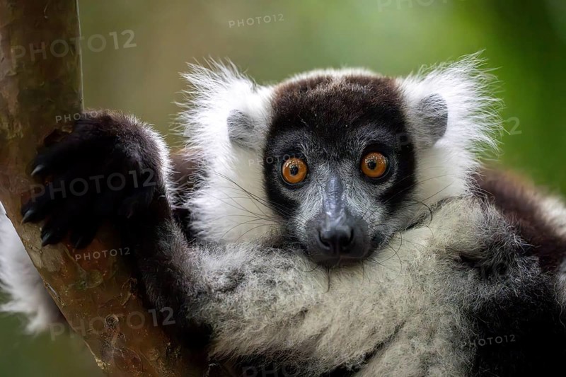 Black-and-white ruffed lemur (Varecia variegata), Le Palmarium reserve, Ambinaninony, Atsinanana, Madagascar, Africa