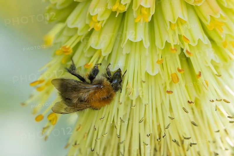 Bumblebee (Bombus spp) adult bee feeding on a Red-hot poker flower in an urban garden in summer, England, United Kingdom, Europe