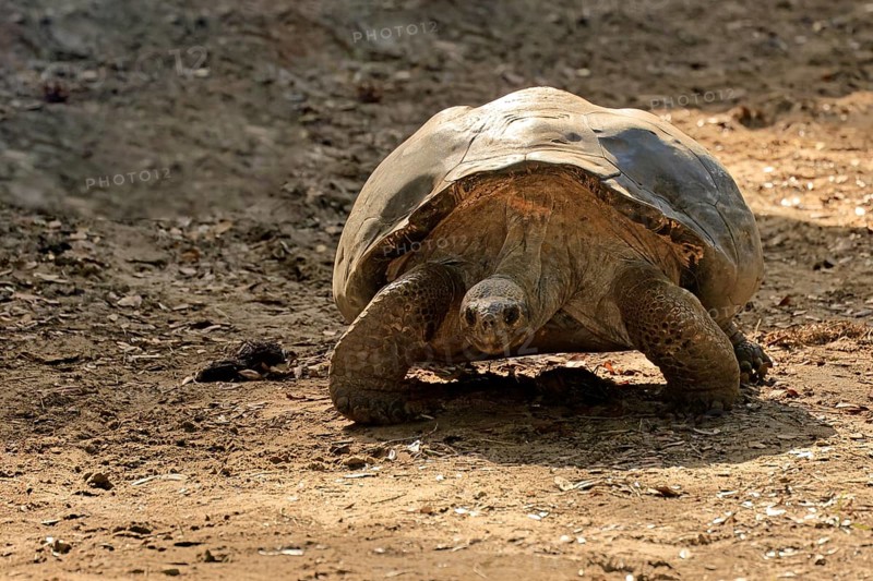 Galapagos giant tortoise (Chelonoidis niger), adult, foraging, captive, Galapagos Islands, Ecuador, South America