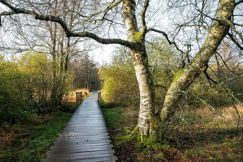 Plank path and bog birch (Betula pubescens) Schwarzes Moor, near Fladungen, Bavarian Rhön Biosphere Reserve, Bavaria