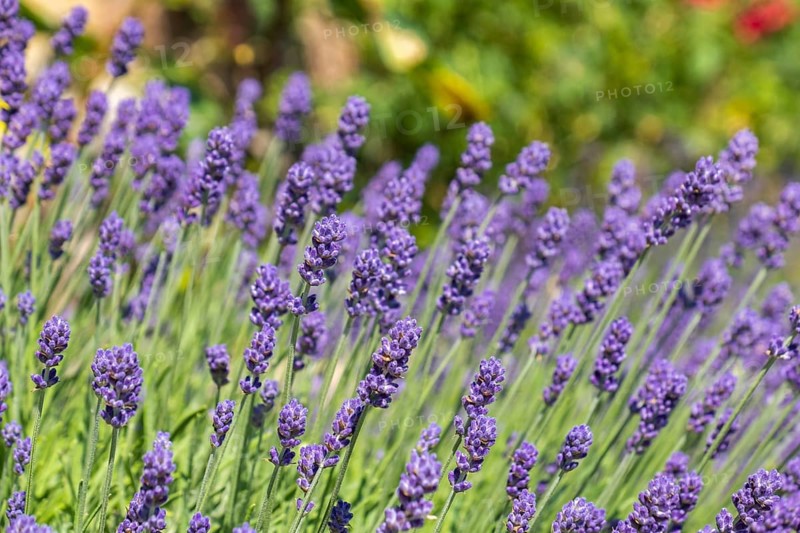 Blooming lavender in summer garden with green background, Netherlands