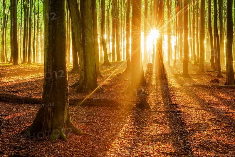 The setting sun shines brightly through a near-natural beech forest (Fagus sp.), Stubnitz forest area, Jasmund National Park, Rügen Island, Mecklenburg-Western Pomerania, Germany, Europe