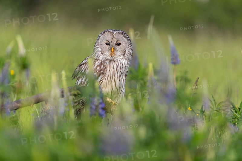 One Ural owl (Strix uralensis) sitting on a branch lying in a field of flowering lupines in late evening light