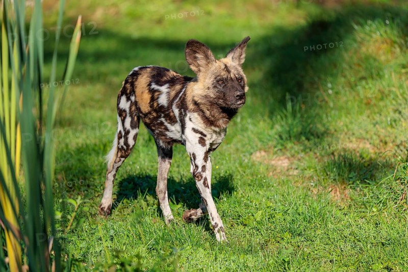 An African Wild Dog, Lycaon pictus, runs across a green meadow in bright sunlight
