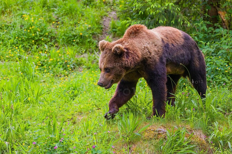 A young male Eurasian brown bear (Ursus arctos arctos) runs down a hill across a green meadow