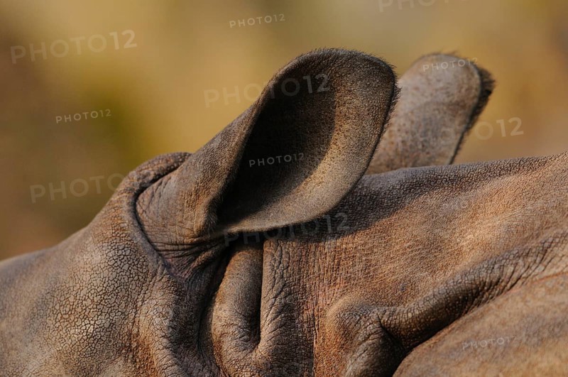 Close-up of a rhinoceros ear with rough, brown texture in a natural environment, rhinoceros unicorn, captive