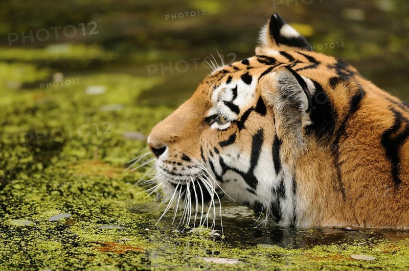 Tiger head in algae-covered water, looking attentively to the side, Siberian tiger (Panthera tigris altaica), captive, occurring in Russia, North Korea and China