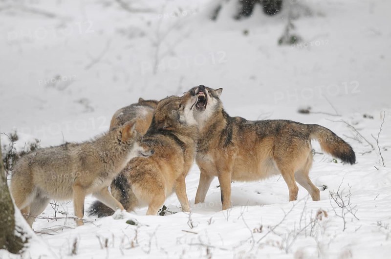 A pack of wolves interacting loudly in the snow, surrounded by a wintry forest, Eurasian wolf (Canis lupus lupus), Bavarian Forest National Park, Bavaria