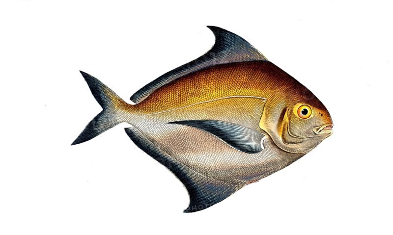 Fish, fish, genus of ray-finned fish from the butterfish family, Stromateus parus, the gold cover, Historical, digitally restored reproduction from a 19th century original, Record date not stated