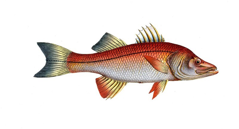 Fish, fish, genus of the umber fish family, Sciaena undecimalis, the Elevan-ray, Historical, digitally restored reproduction from a 19th century original, Record date not stated
