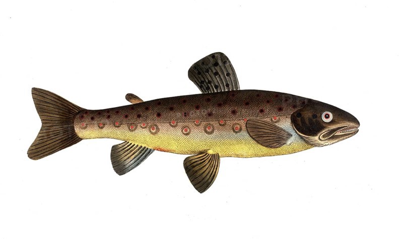 Fish, Fish, Salmon family, Salmo fario, Rock trout, Forest trout, Historical, digitally restored reproduction from a 19th century original, Record date not stated