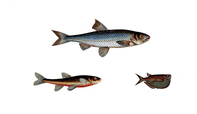 Fish, fish, top: Genus of carp fish, Cyprinus leuciscus, the Dace. bottom left: Genus of carp fish, Cyprinus aphya, the Spirling, The spirling. bottom right, Guest eropelecus, The Hatchet-Belly, Historic, digitally restored reproduction from a 19th century original, Record date not stated