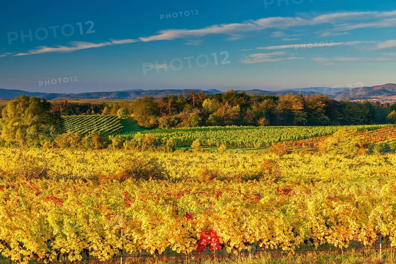 Vineyards near Langenlois, Lower Austria, Austria, Europe