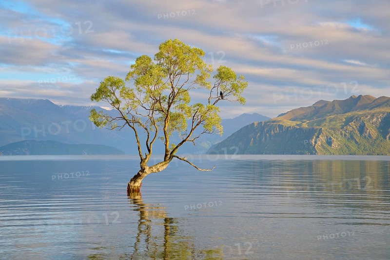Single tree in the lake gently reflected, mountains in the background, calm atmosphere, summer, Lake Wanaka, Wanaka, Otago, South Island, New Zealand, Oceania