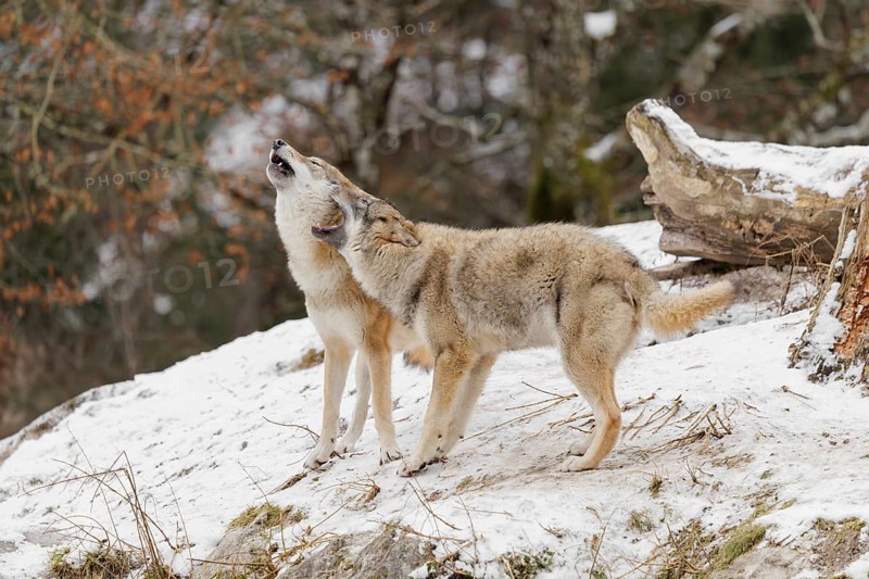 A young grey she-wolf (Canis lupus lupus) stands side by side with her mother, howling together in a snow-covered meadow on a cold, cloudy day