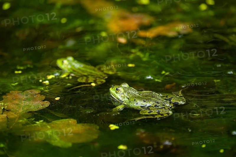 Edible frog (Pelophylax esculentus) in a little lake in the water, Bavaria, Germany, Europe