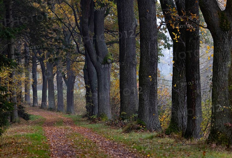 Oak avenue with morning mist in autumn, Gmünd, Waldviertel, Lower Austria, Austria, Europe