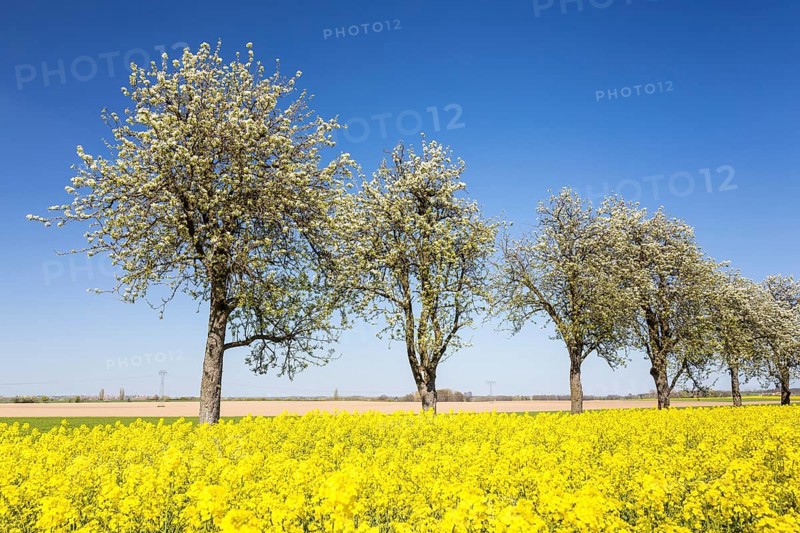 Flowering fruit trees and rape field (Brassica napus) in bloom, near Ganzig, Liebschützberg, Saxony, Germany, Europe