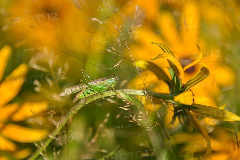 Short-winged grasshopper (Conocephalus dorsalis) in the garden with Rudbeckia fulgida (Rudbeckia fulgida), Bavaria, Germany, Europe