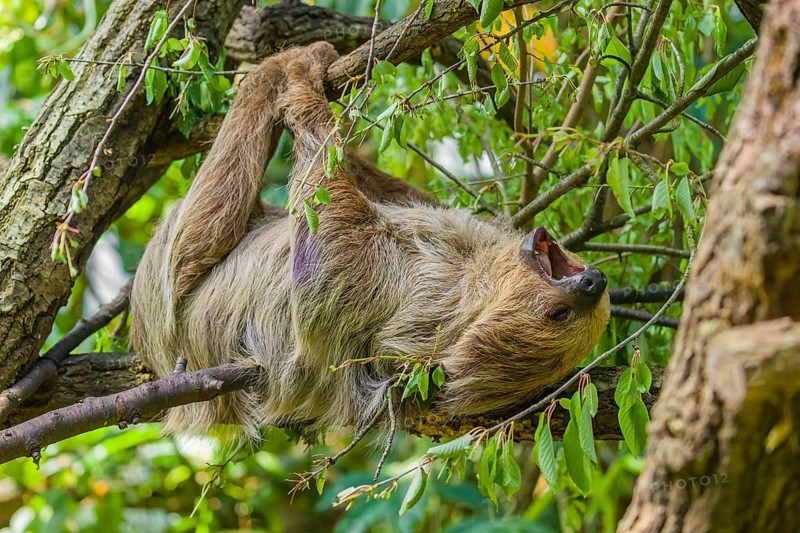 A Linnaeus's two-toed sloth (Choloepus didactylus) hangs down from a branch of a tree and yawns