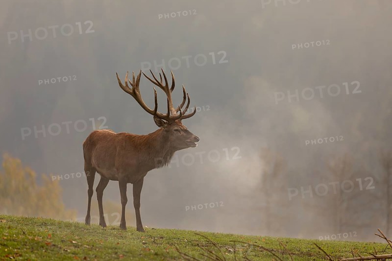 One Red Deer stag (Cervus elaphus) in rutting season, standing calling on a green meadow. A forest in fall foliage and early morning mist in the background