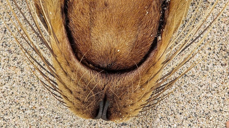 Galapagos sea lion, Galápagos sea lion (Zalophus wollebaeki) portrait, Galápagos Islands, Ecuador, South America