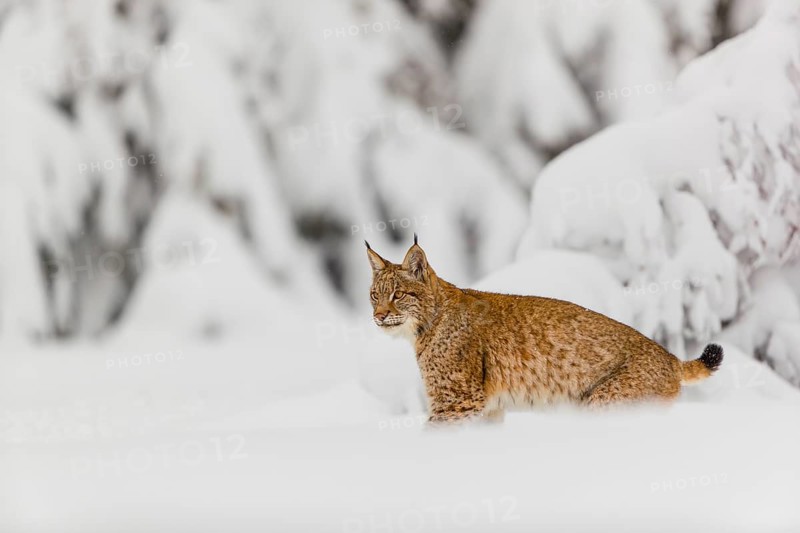 One young male Eurasian lynx, (Lynx lynx), walking through deep snow covered undergrowth in a forest