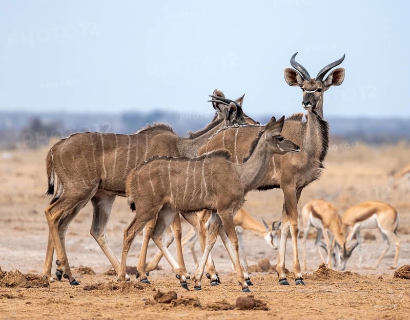 Greater kudu (Tragelaphus strepsiceros), group at waterhole, Nxai Pan National Park, Botswana, Africa