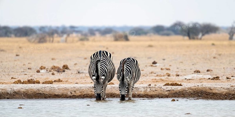 Plains zebra (Equus quagga), two zebras drinking at a waterhole, Nxai Pan National Park, Botswana, Africa