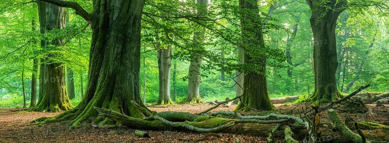 Huge old beech trees with moss-covered roots in a former hut forest, deadwood lying on the ground, Reinhardswald, Sababurg primeval forest, Hesse, Germany, Europe