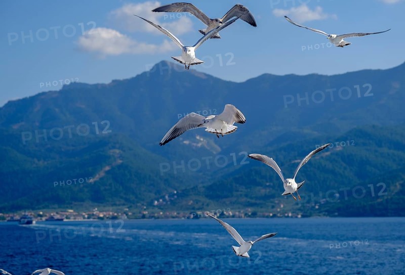 Limenas, Thassos, Greece - Seagulls accompany the Thassos Sea Lines ferry to Limenas. The capital of the island of Thassos is a popular excursion destination for holidaymakers. Thassos belongs to Eastern Macedonia and Thrace, also known as Eastern Macedonia and Thrace