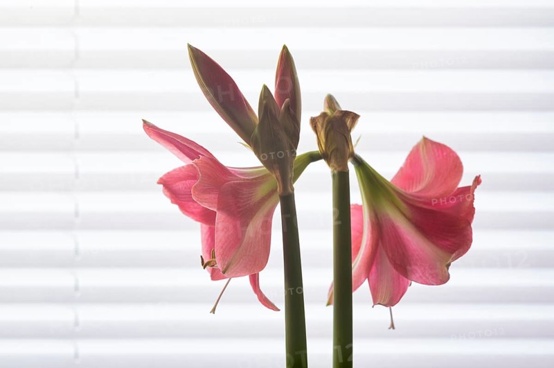 Indoor photo, pink amaryllis, flower (Amaryllidaceae) and stamens, buds, in front of window, roller blind, Stuttgart, Baden-Württemberg, Germany, Europe