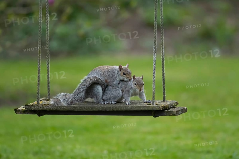 Grey squirrel (Sciurus carolinensis) two adult animals mating on a garden swing, England, United Kingdom, Europe