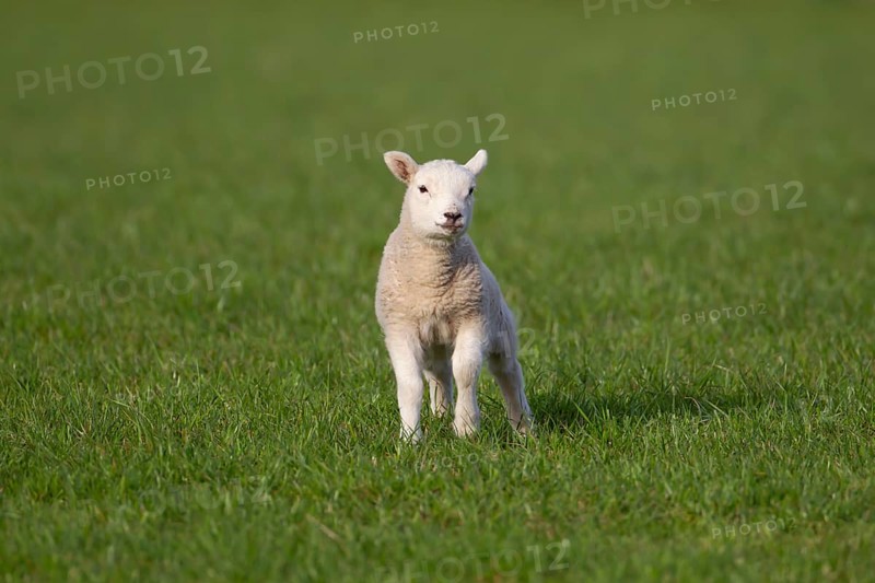 Domestic sheep (Ovis aries) juvenile baby lamb farm animal in a grass field in springtime, England, United Kingdom, Europe