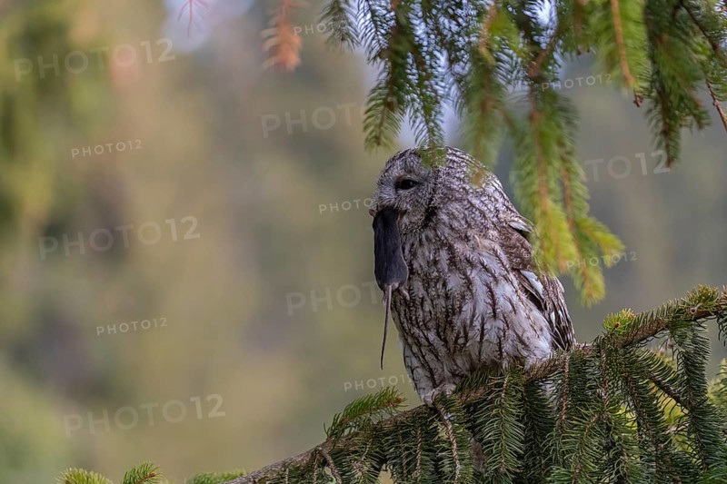 One tawny owl or brown owl (Strix aluco) sitting on a branch of a spruce tree, feeding on a mouse