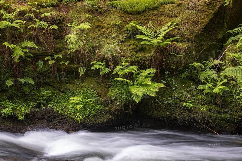 Flowing, silky water with ferns and rocks in the Edmunds Gorge, river Kamnitz, Hrensko, Ustecky kraj, Czech Republic, Europe