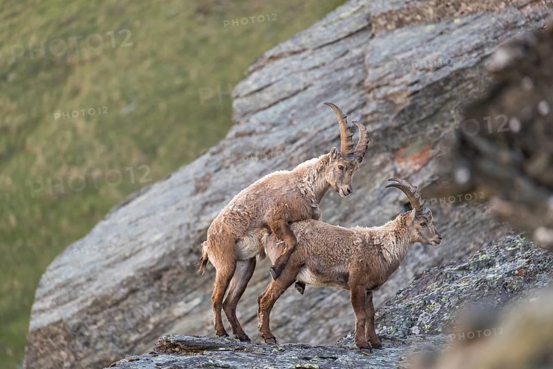 Two young male ibex (Capra ibex)showing dominance behavior. Rocks and grass in the background. 2500 m sea level in the Hohe Tauern National Park