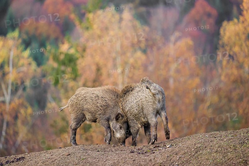 Two wild boar or wild pig (Sus scrofa) fight on an opening