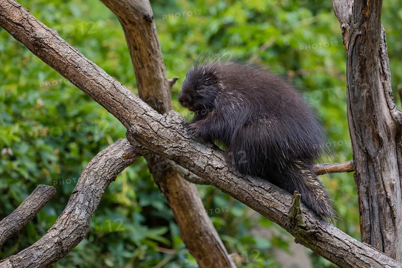 One North American porcupine (Erethizon dorsatum), or Canadian porcupine resting on a branch. A forest in the background
