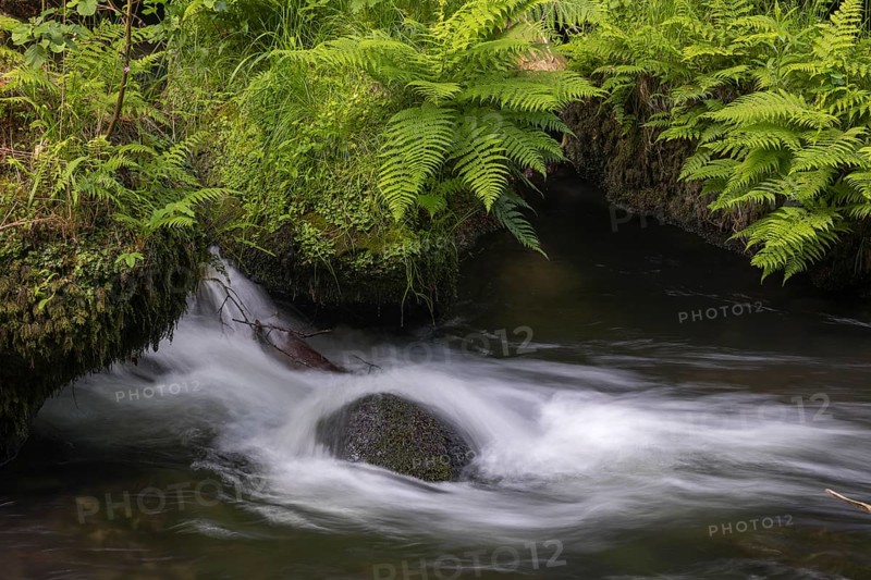 Flowing, silky water with ferns and rocks in the Edmunds Gorge, river Kamnitz, Hrensko, Ustecky kraj, Czech Republic, Europe